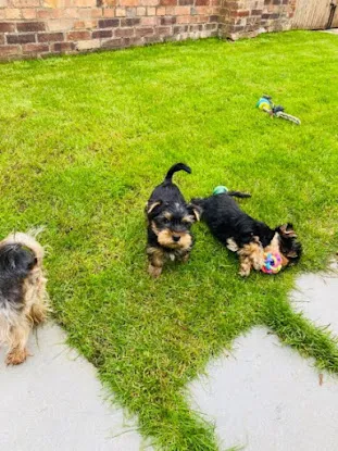 Yorkie puppies for sale