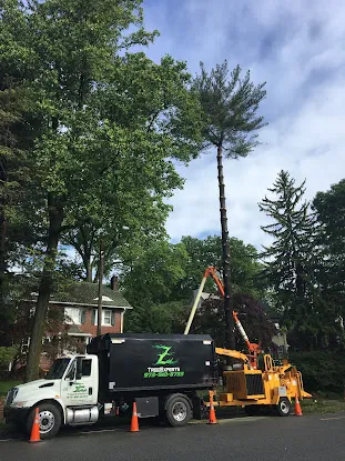 Z Tree Experts