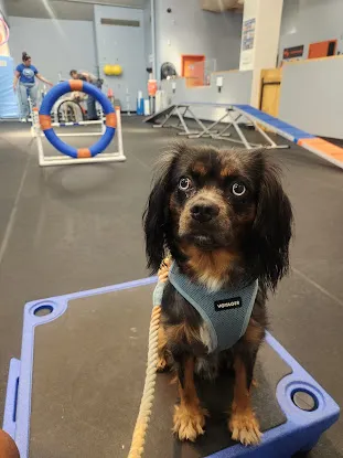 Zoom Room Dog Training